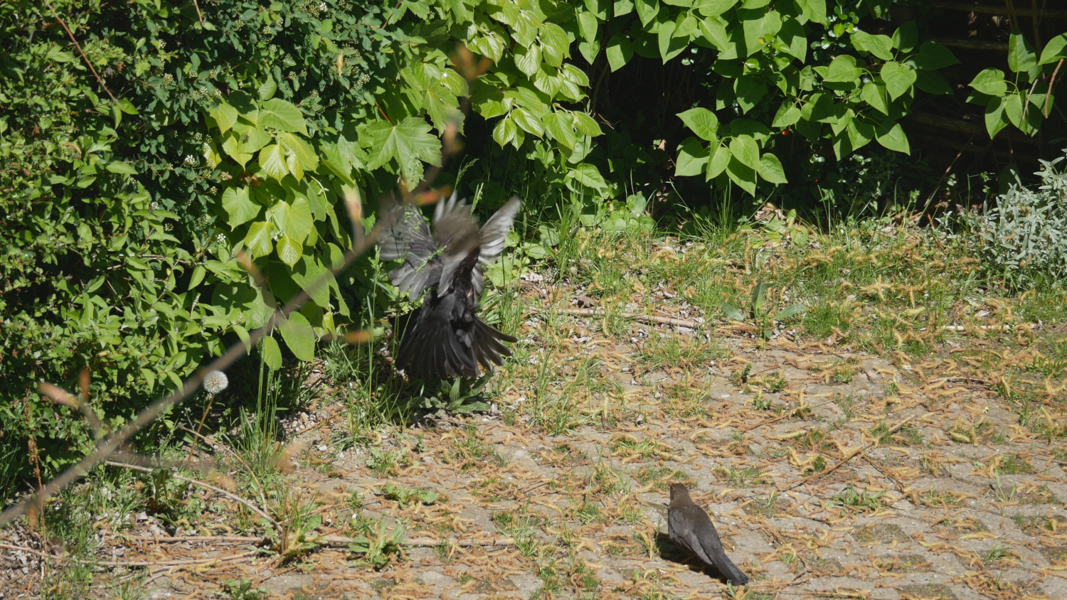 amsel_004.jpg