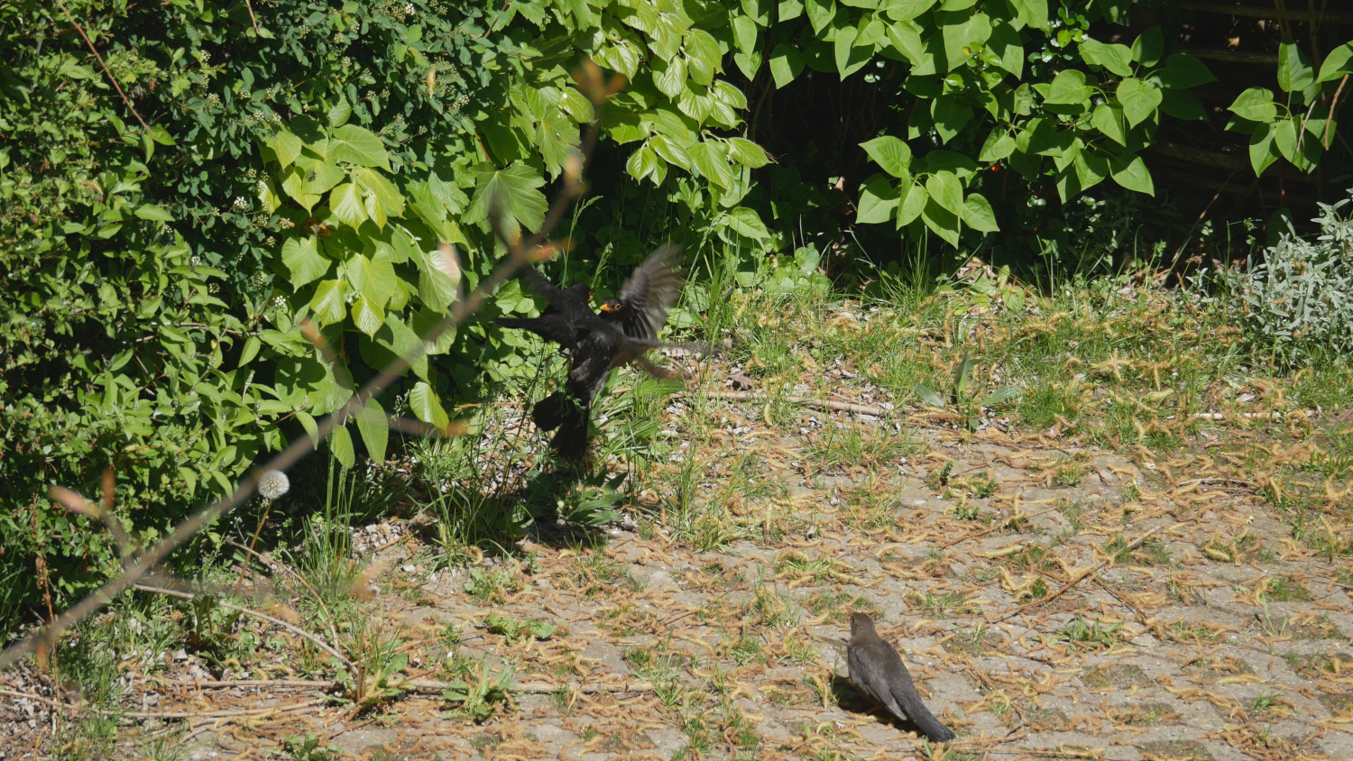 amsel_005.jpg