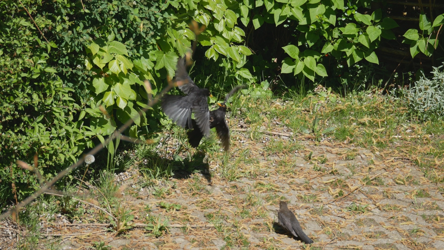amsel_006.webp
