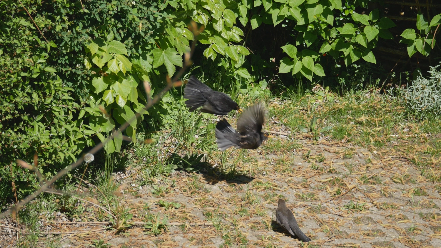 amsel_007.webp