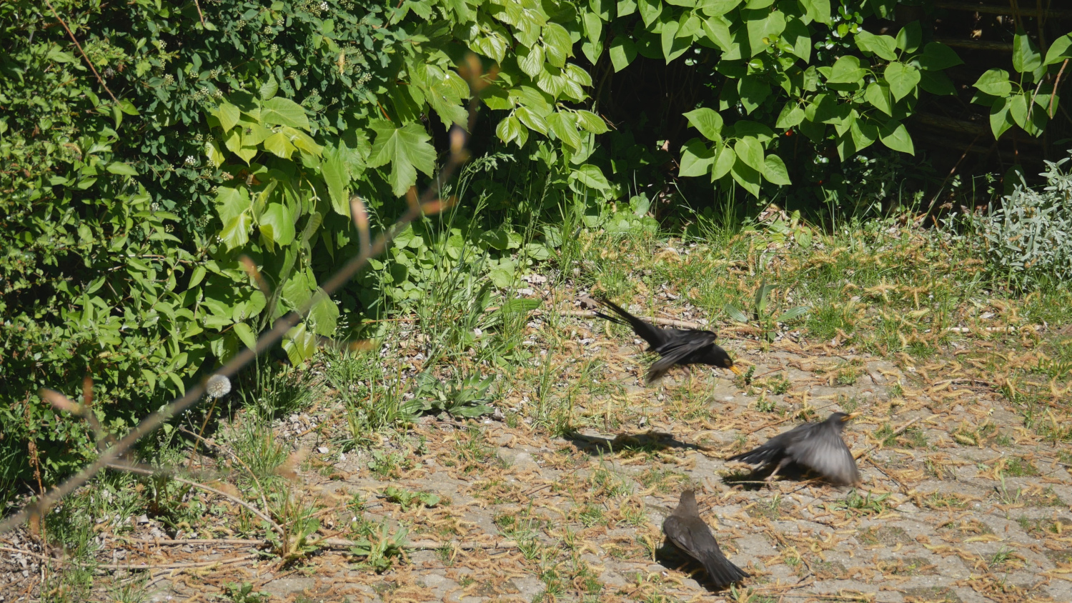 amsel_008.jpg