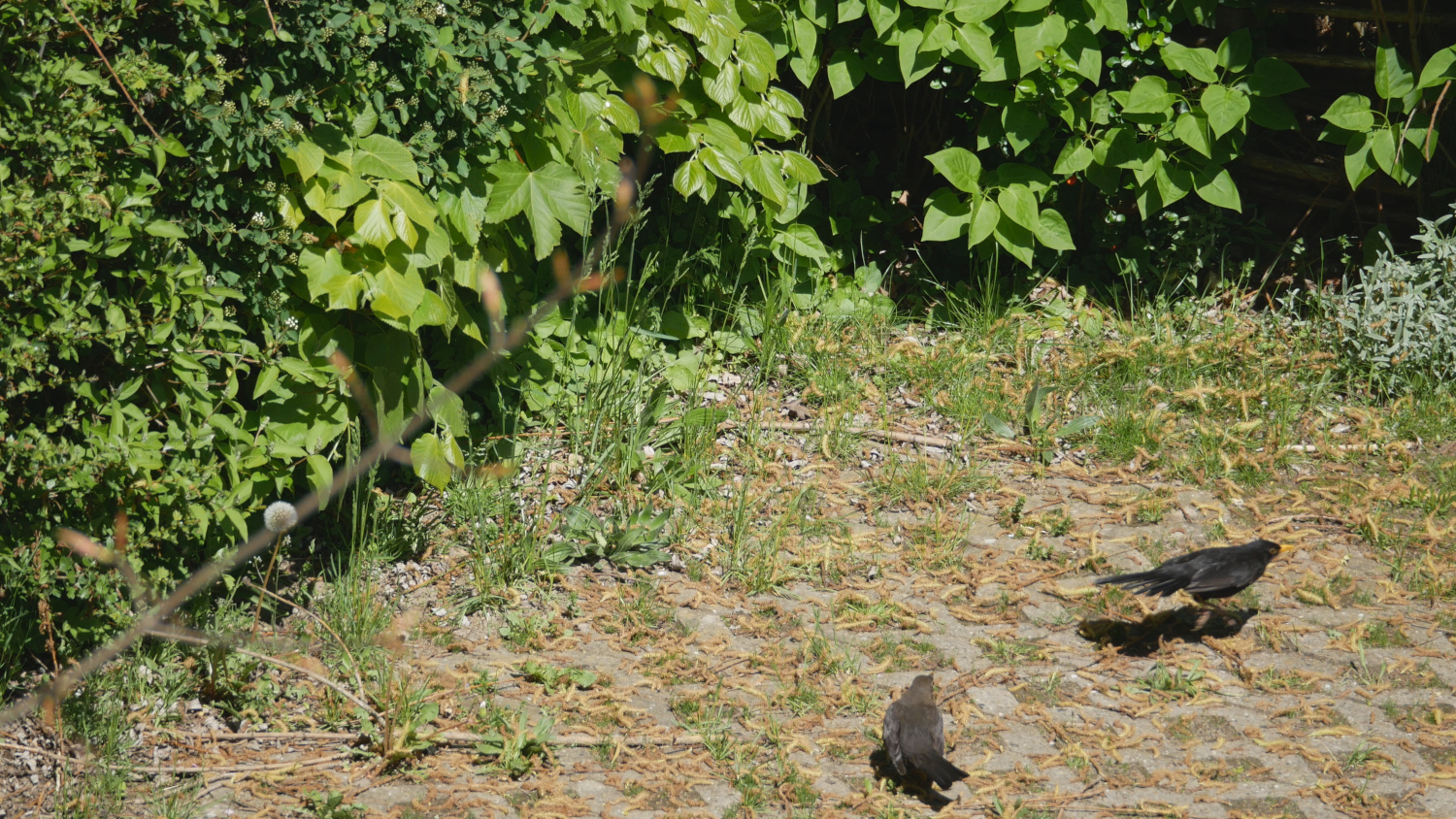 amsel_009.jpg