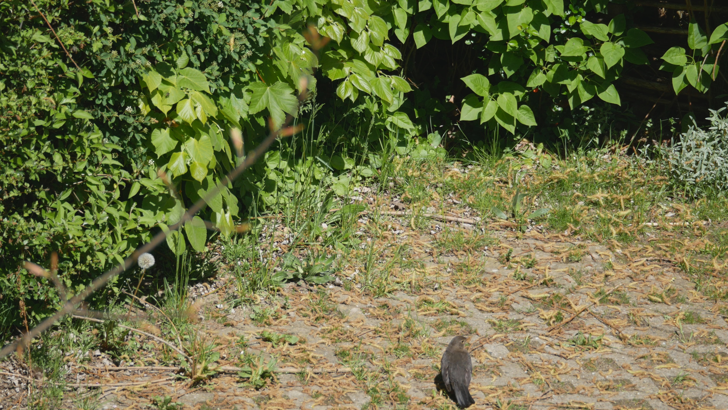 amsel_010.jpg