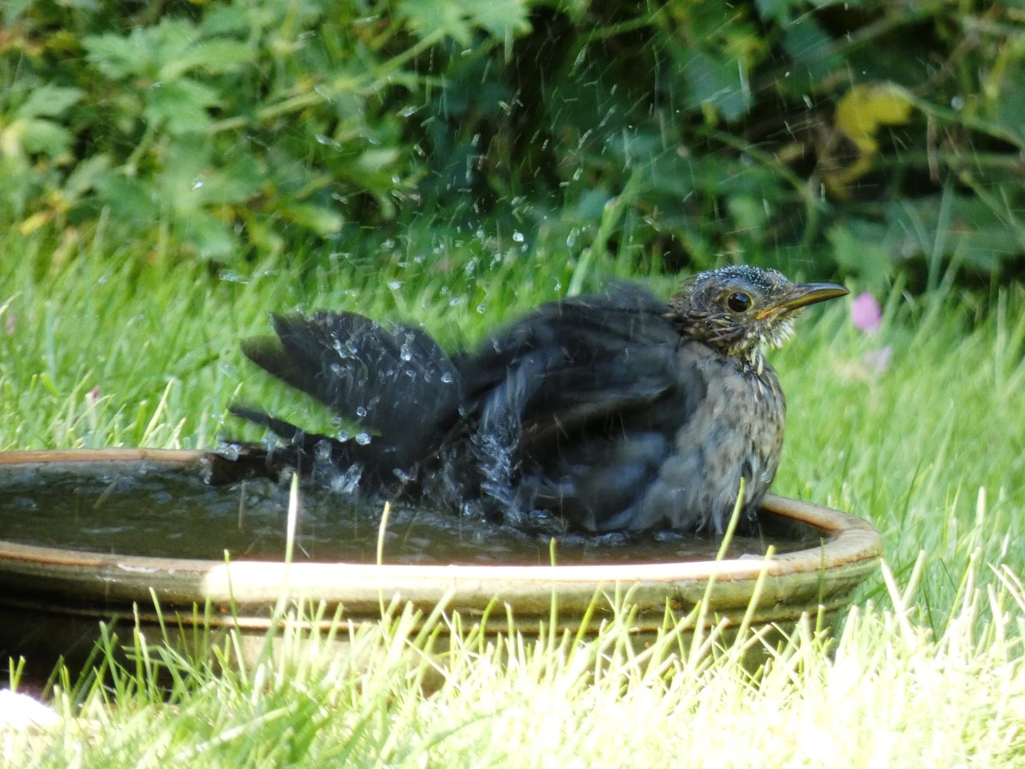 Amselbadetag4.webp
