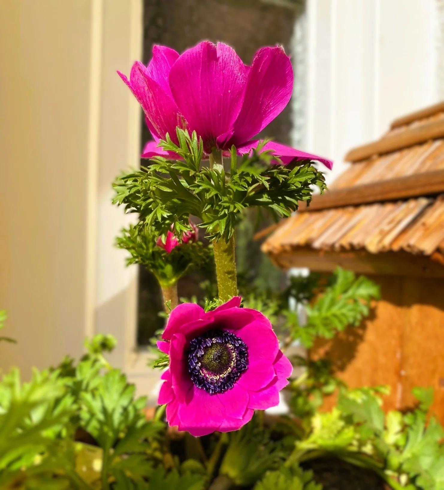 Anemone März.webp