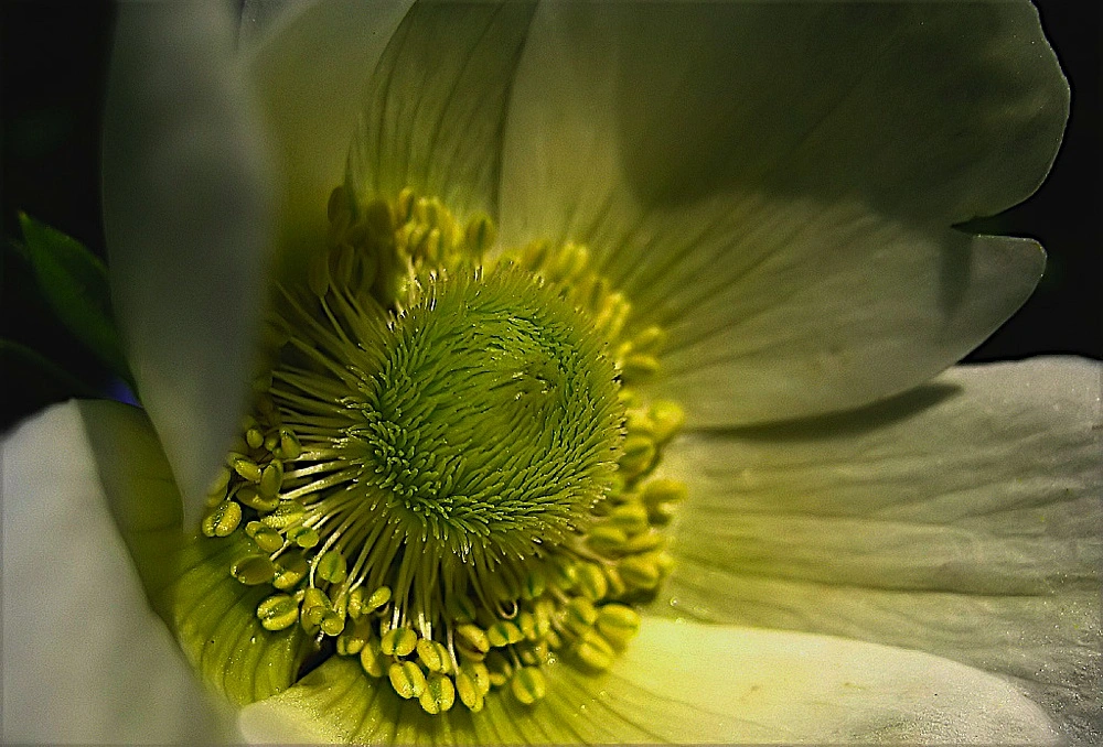 anemone.webp