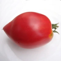 Anna Russian 2.webp
