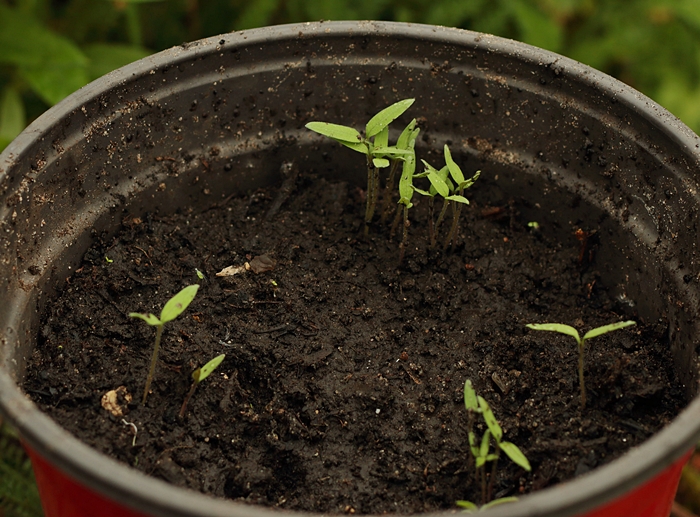 Anzucht_Tomate_Marmande_dunkel_gestreift_700.JPG