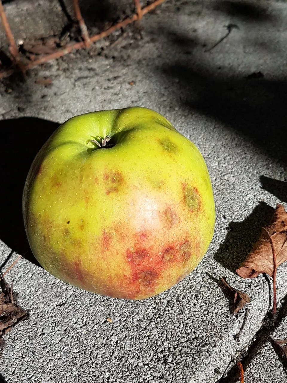 apfel1.webp