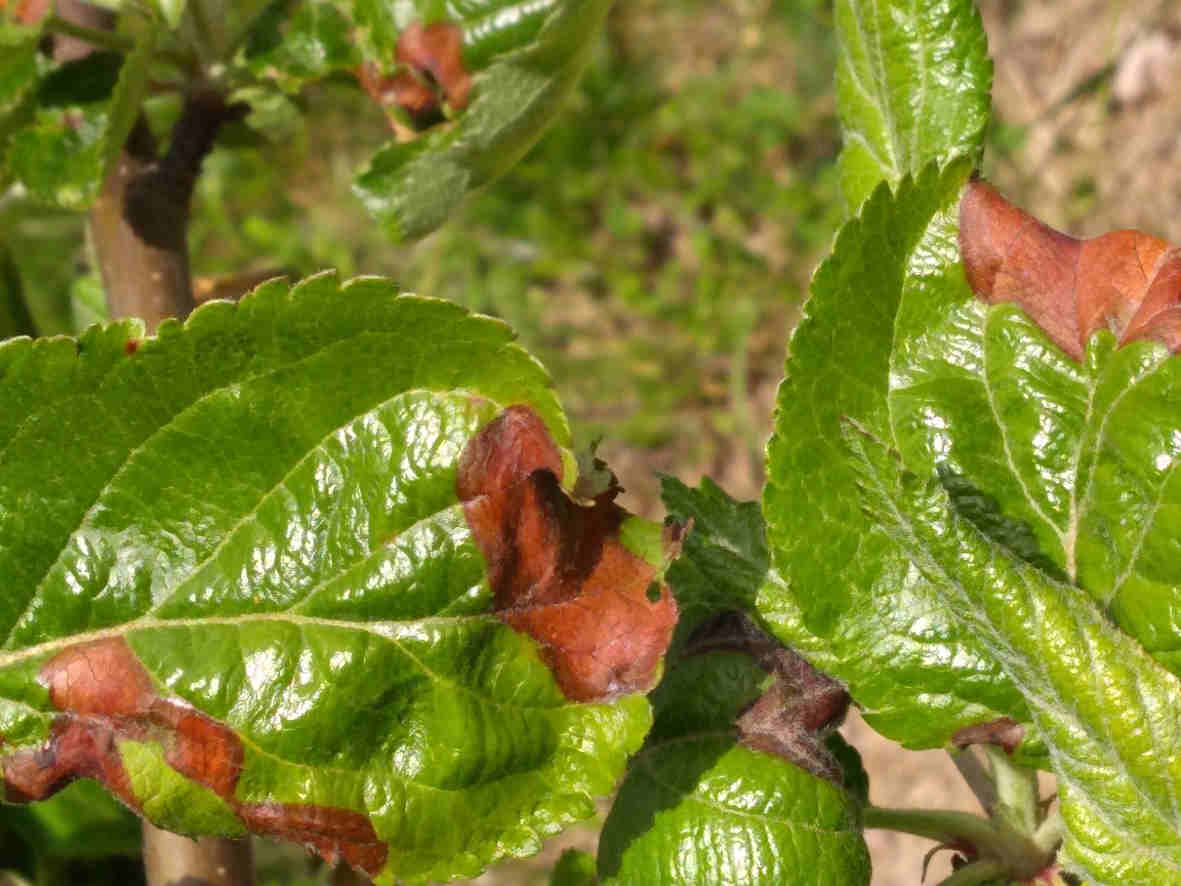 Apfelbaum-Schädlinge-1.jpg