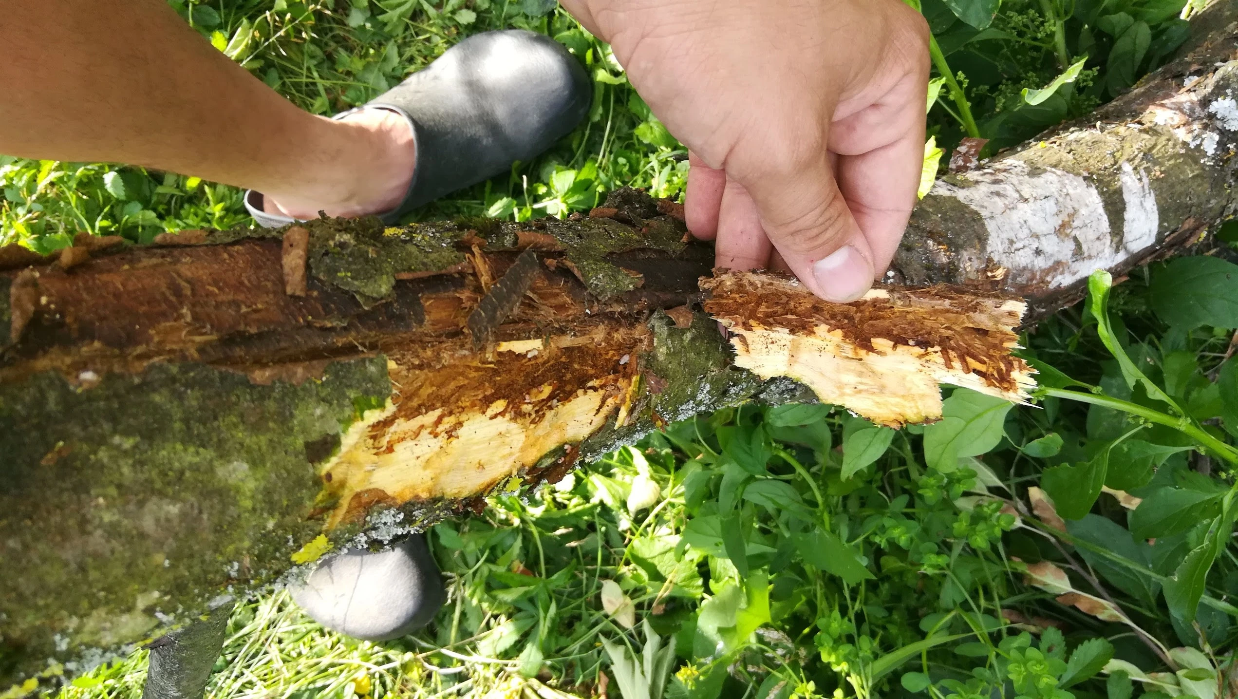 Apfelbaum: Rinde fällt ab, Blätter werden gelb ... - Hausgarten.net
