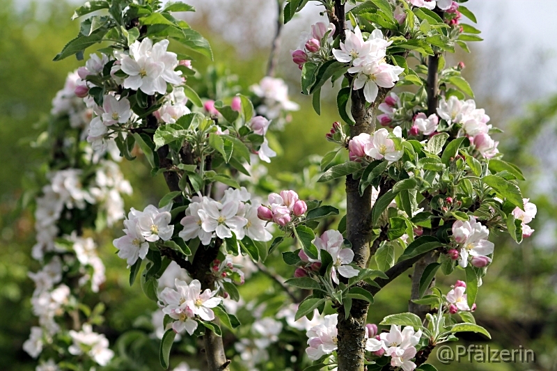 Apfelblüten 2.jpg