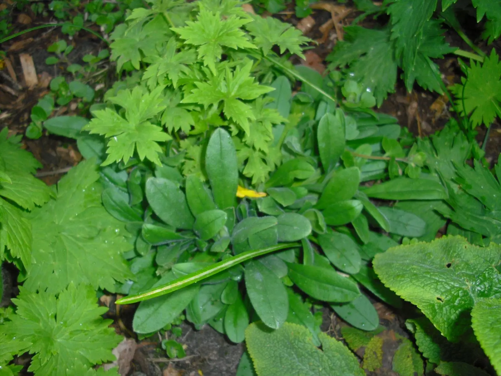 wer wächst hier huntertfach in meinen Garten
