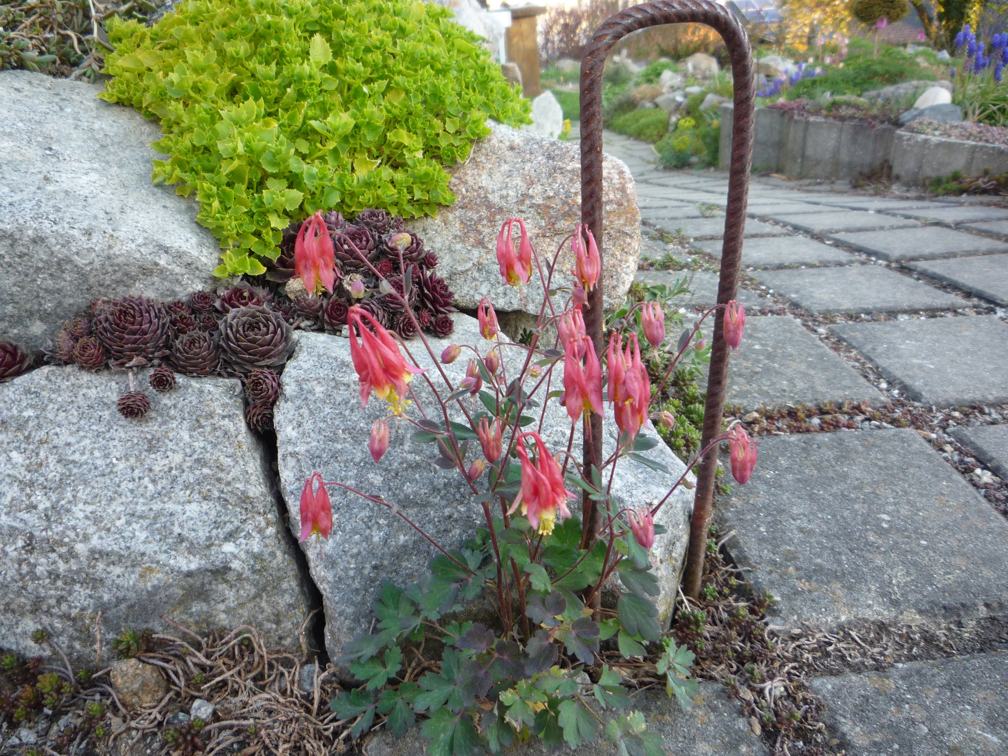 Aquilegia canadensis_Little Laterns_24.04.2020.JPG