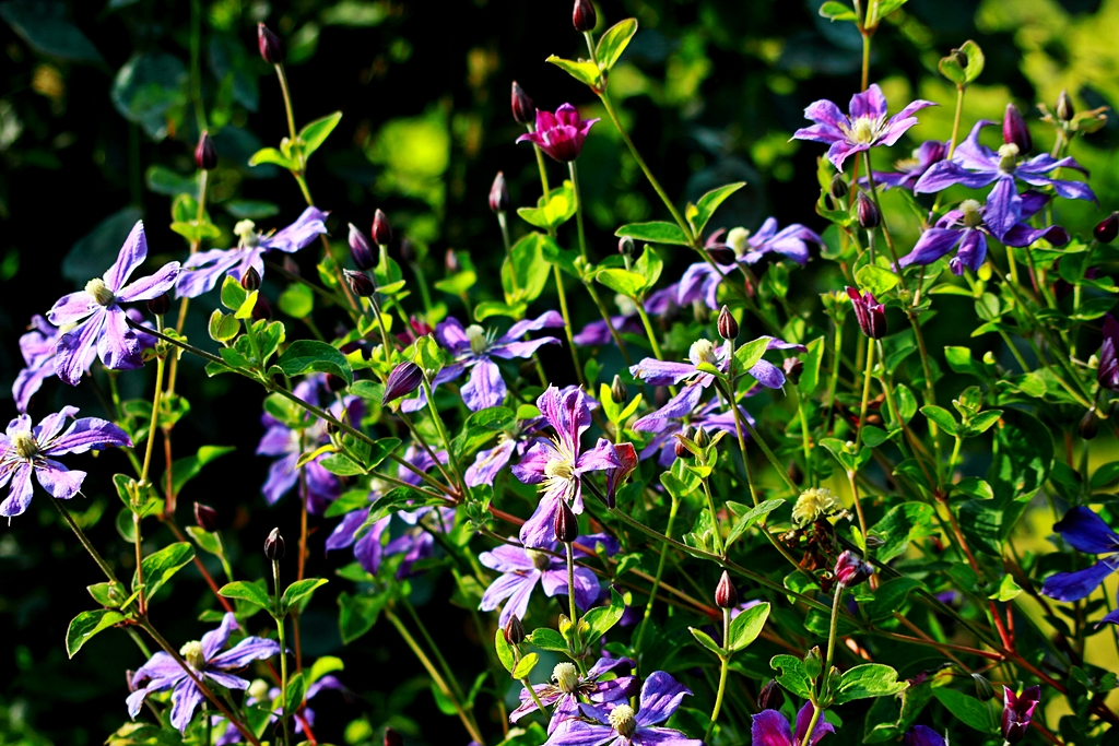 Arabella in voller Blüte_1024.webp
