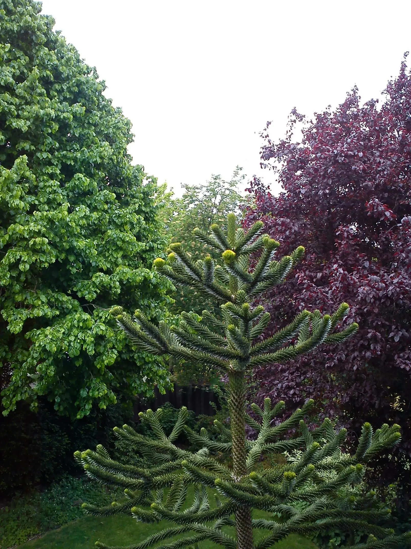 Blüten an einer Araucaria?