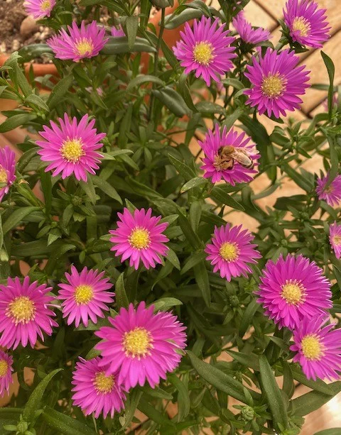 Aster1.webp