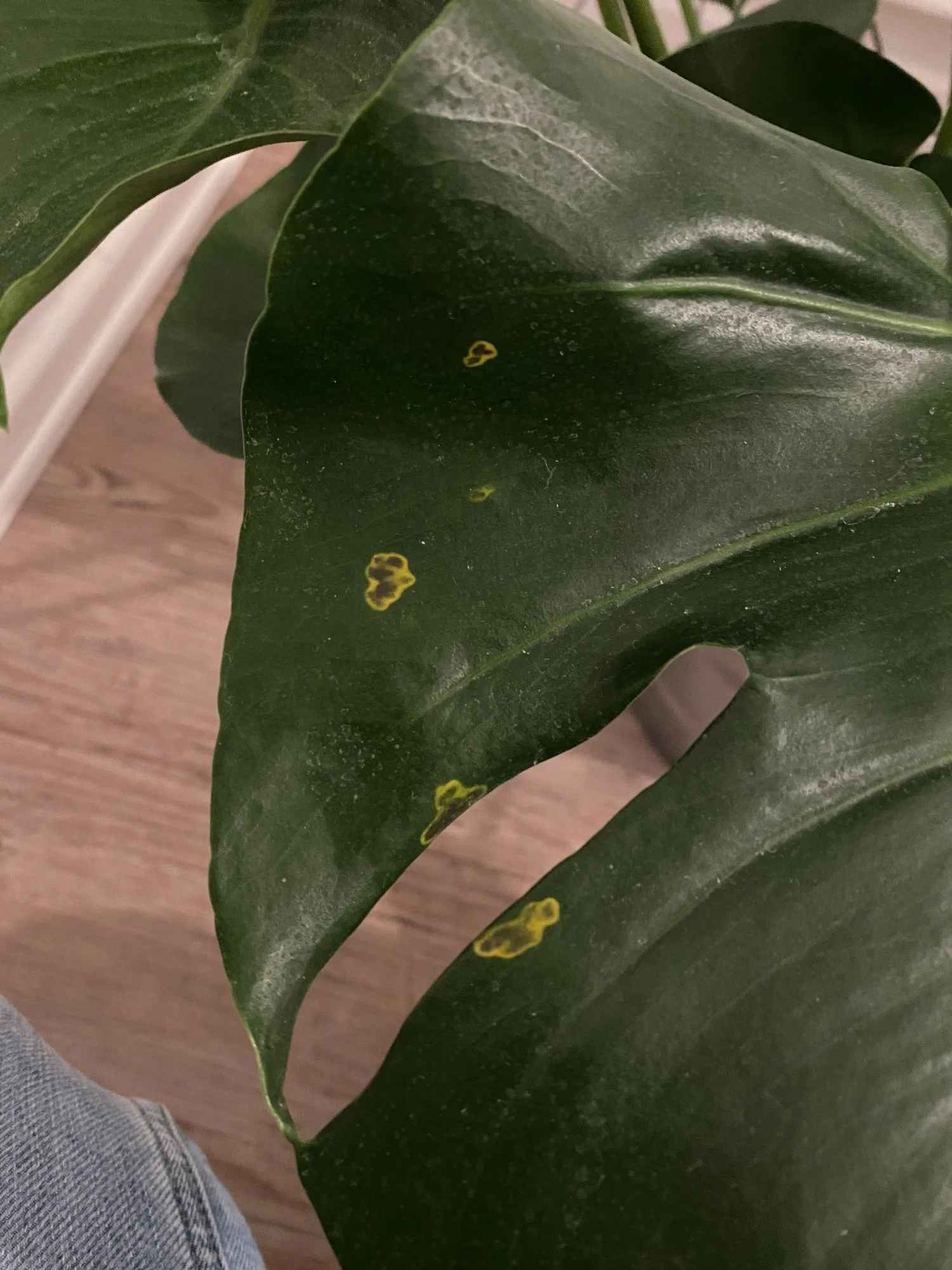 Braune Flecken mit gelber Umrandung auf Monstera