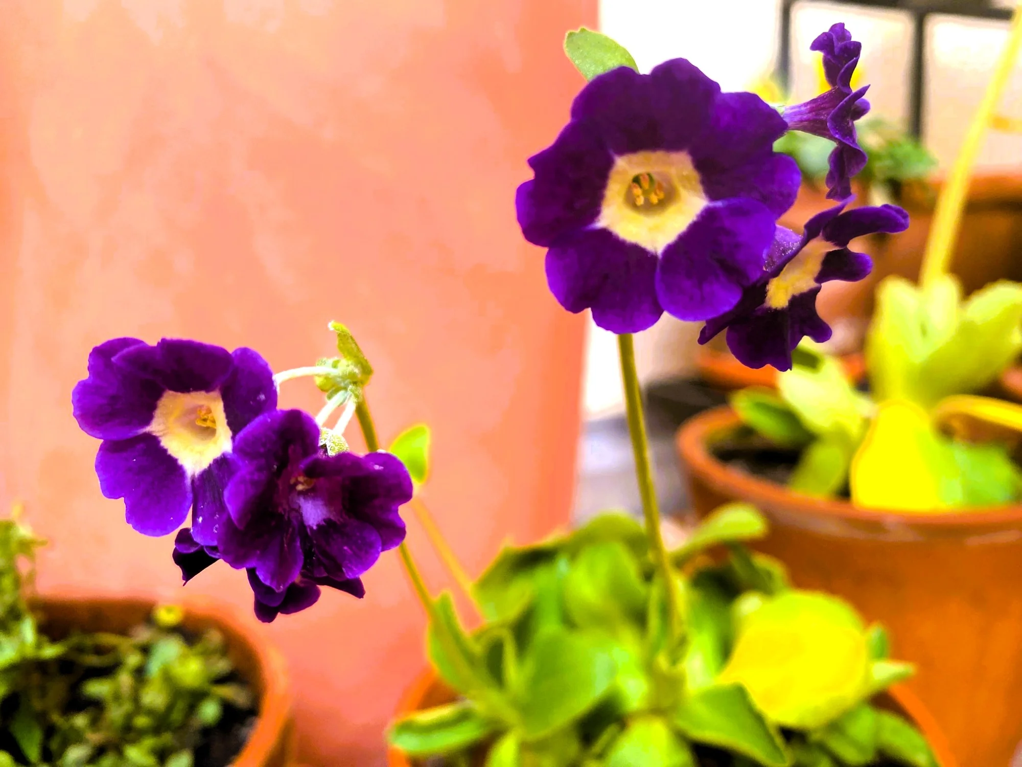 Aurikel Dezember.webp