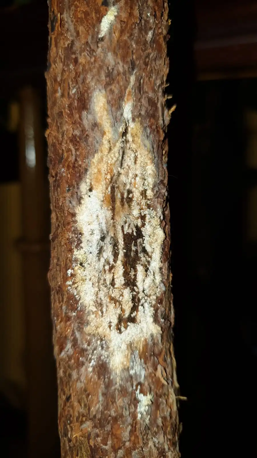 Schimmel am Stamm meiner AvocadoPflanze