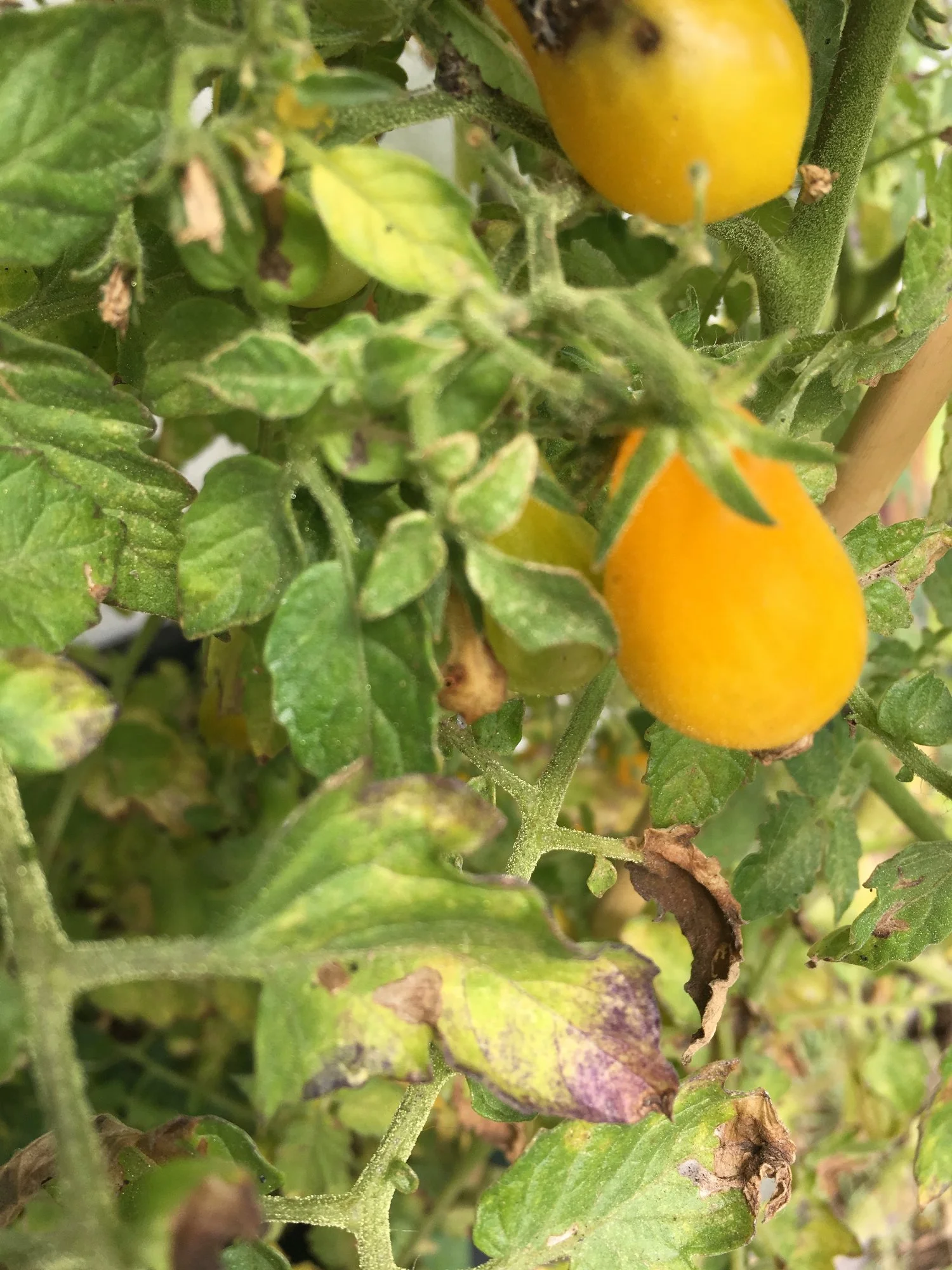 B1110BCE-2015-44C7-B54C-B4743CF2460D.jpeg