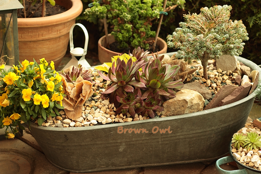 Baby_Zinkbadewanne_bepflanzt_vorn Brown Owl.webp