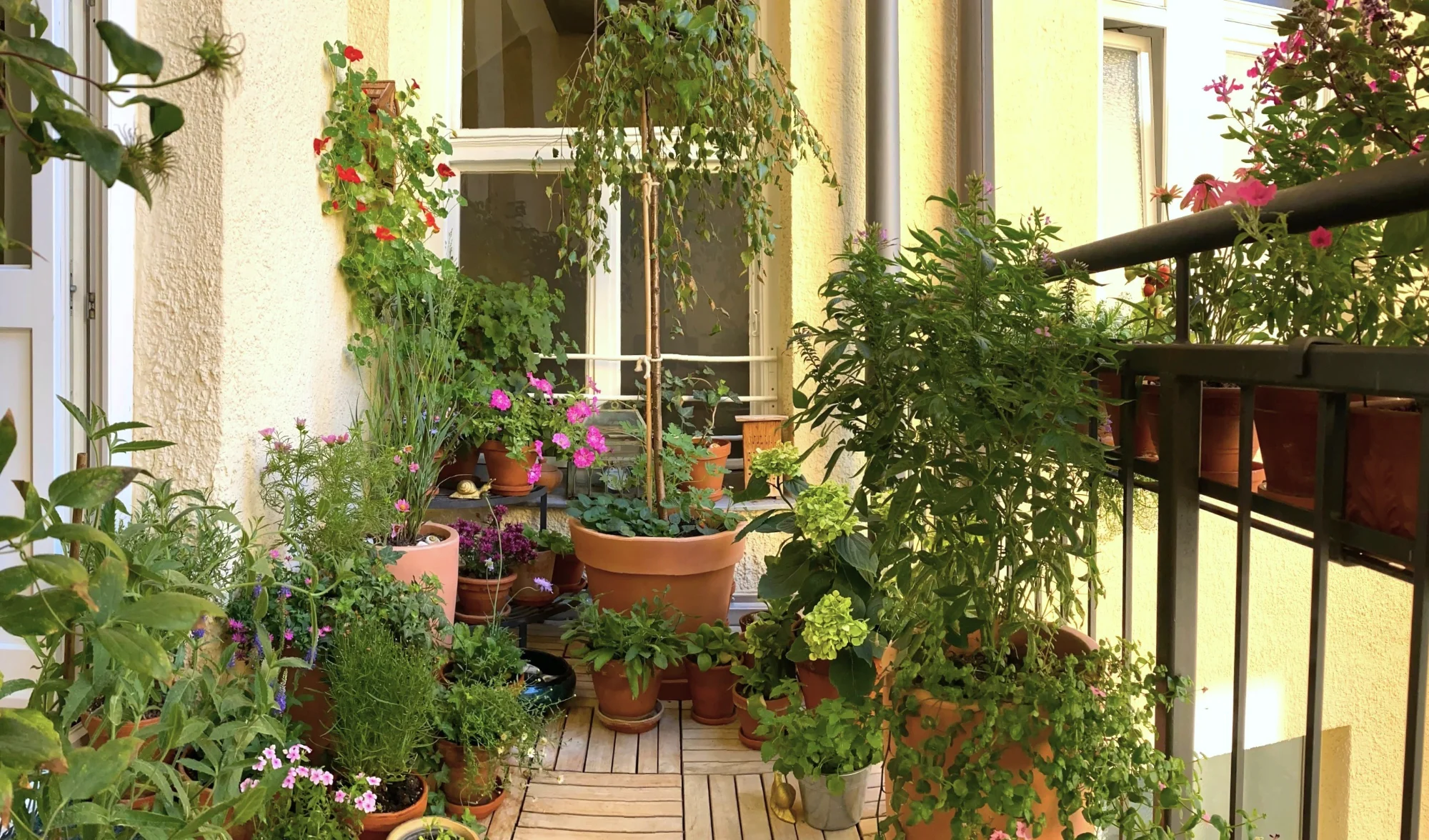 Balkon August.1jpg.webp