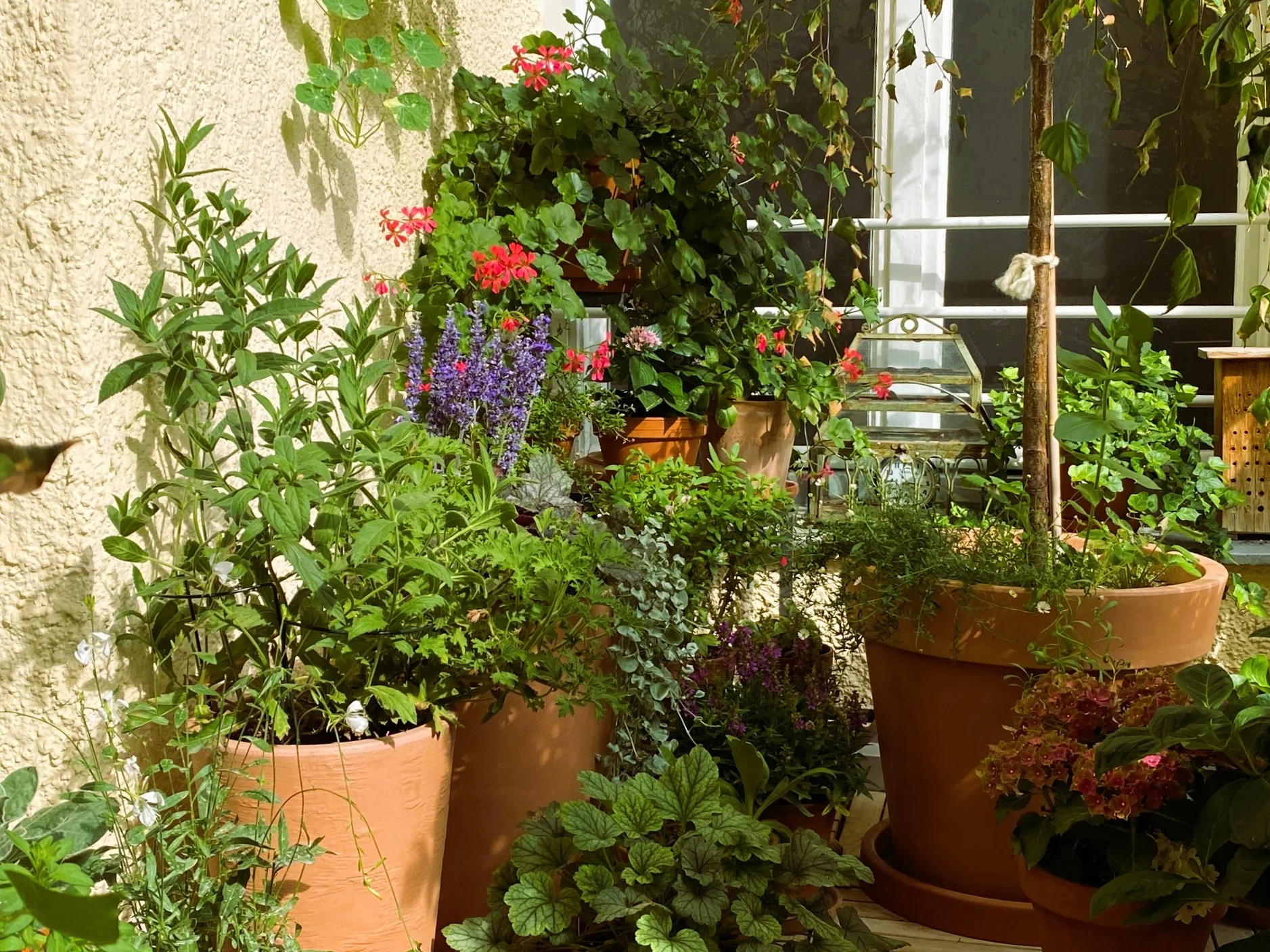 Balkon August 26.webp
