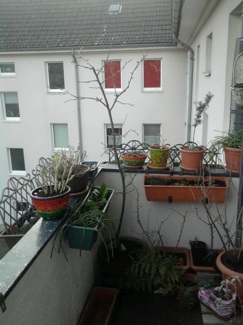 Balkon neu Februar 2.19.webp