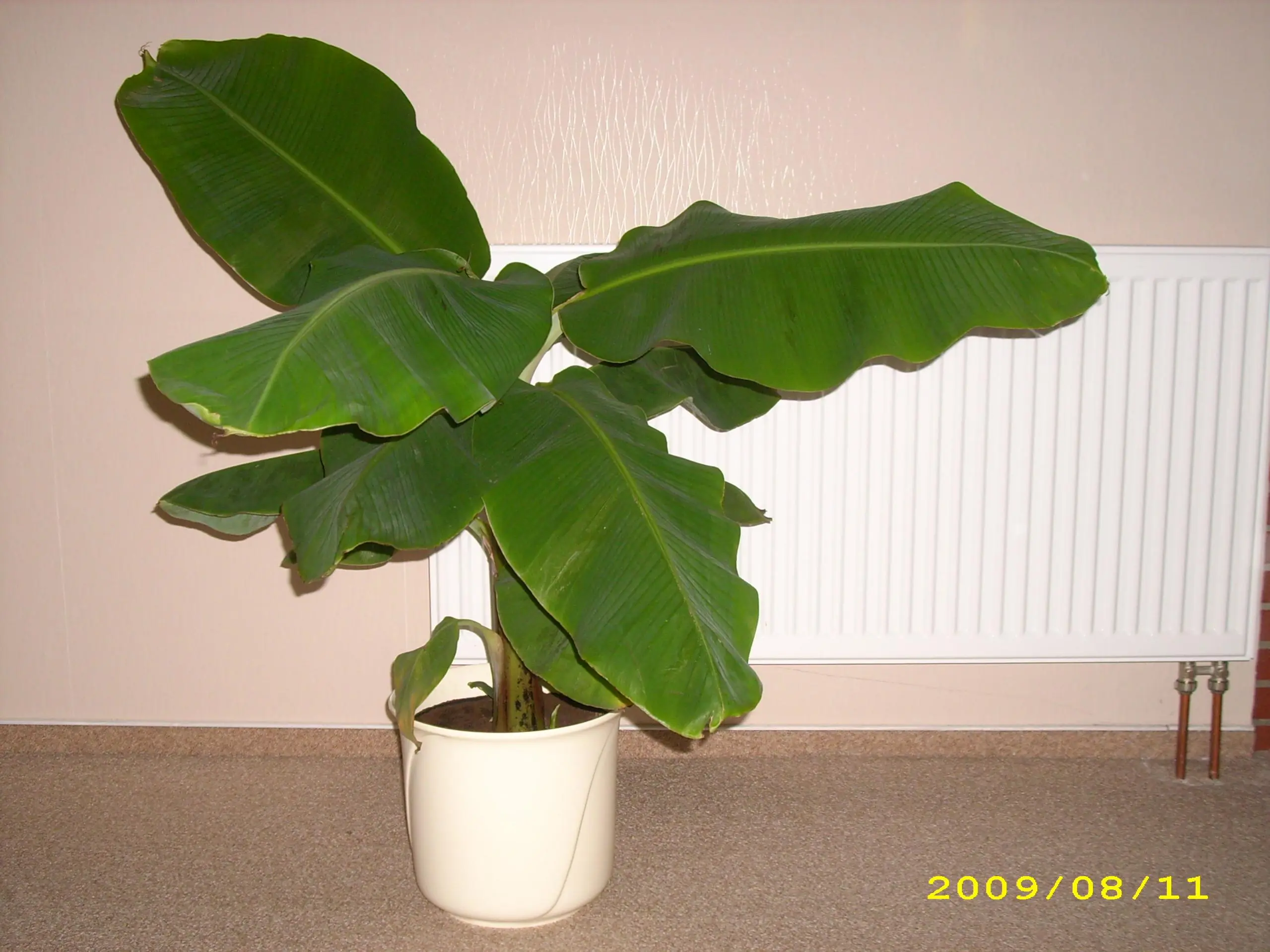 dracaena ficus yucca oder schefflera Dracaena Yucca Cane, Single Stem main image 1