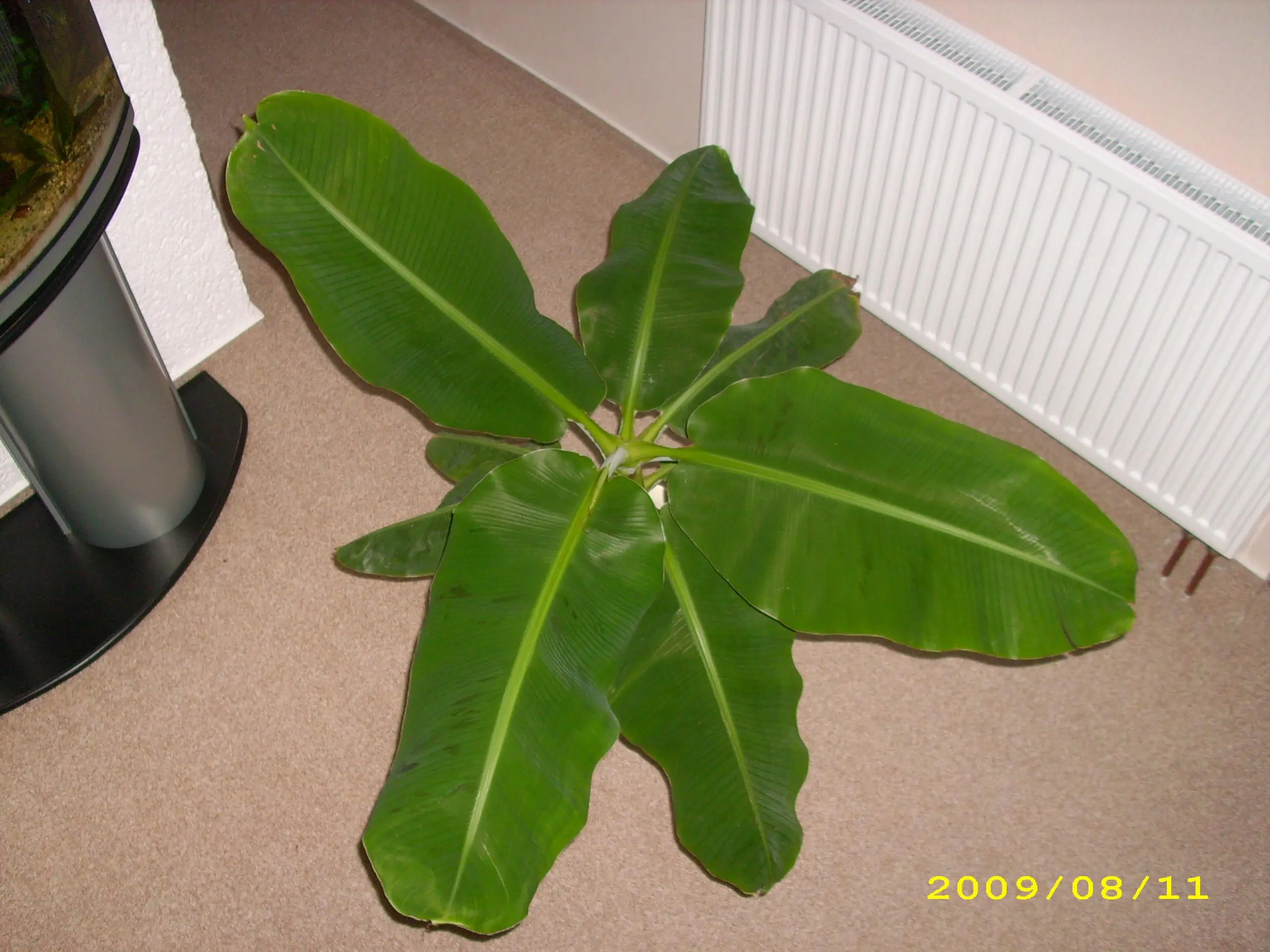 Wie Jungtriebe der Bananenpflanze versetzen o.O ?? - Hausgarten.net
