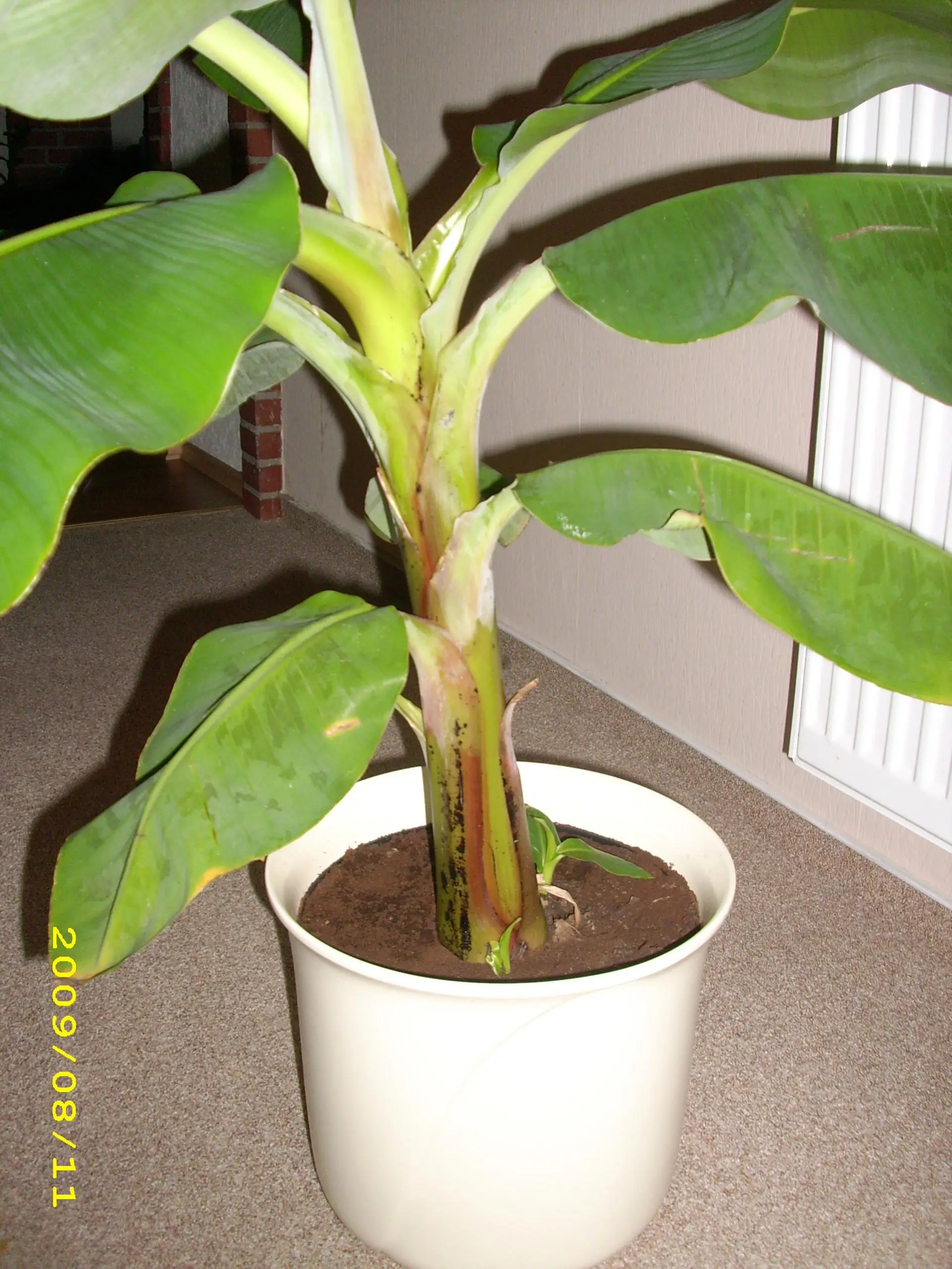 white star calathea Calathea majestica 'White Star' 4