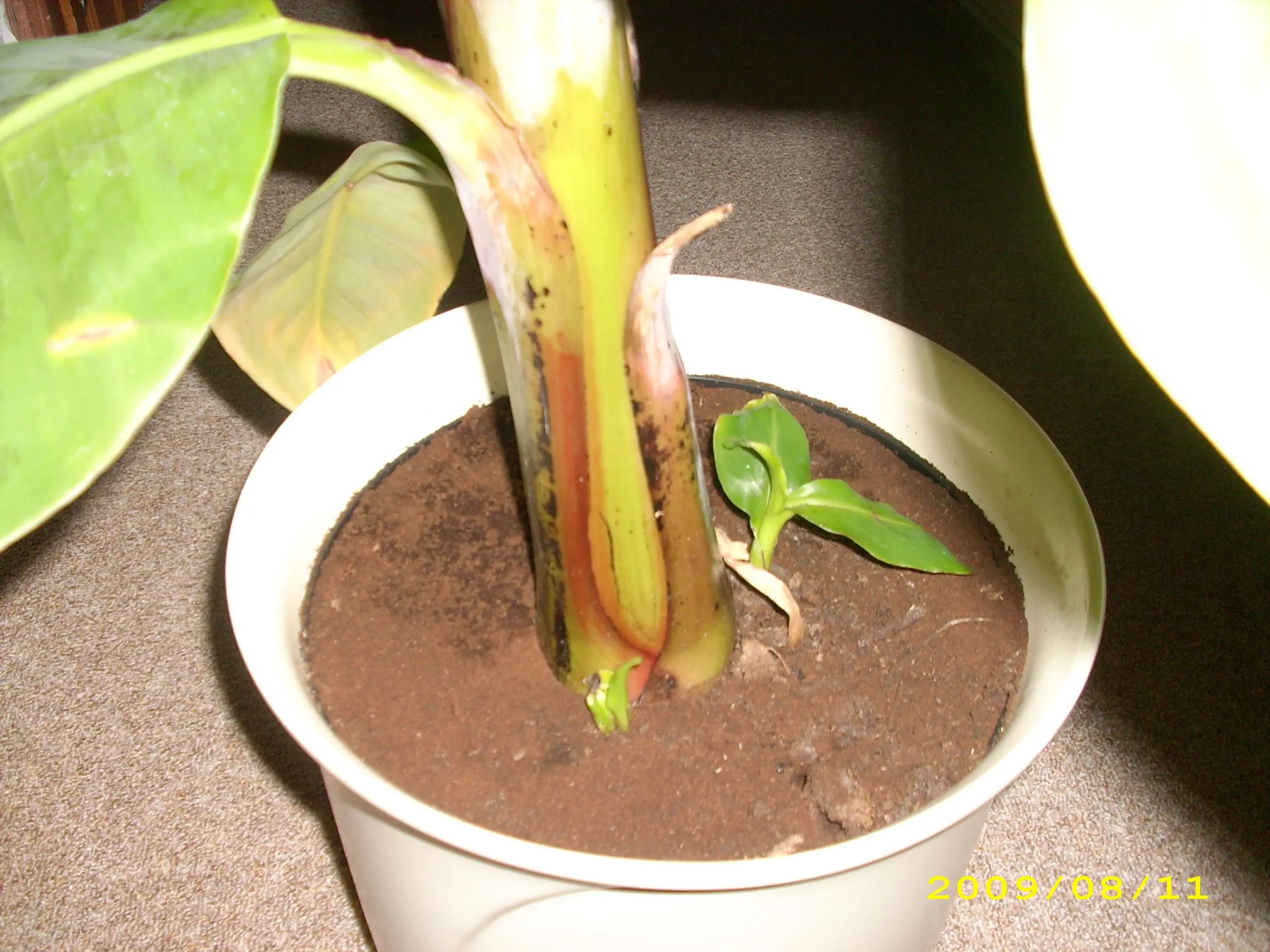 Wie Jungtriebe der Bananenpflanze versetzen o.O ?? - Hausgarten.net