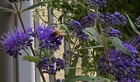Bartblume1.webp