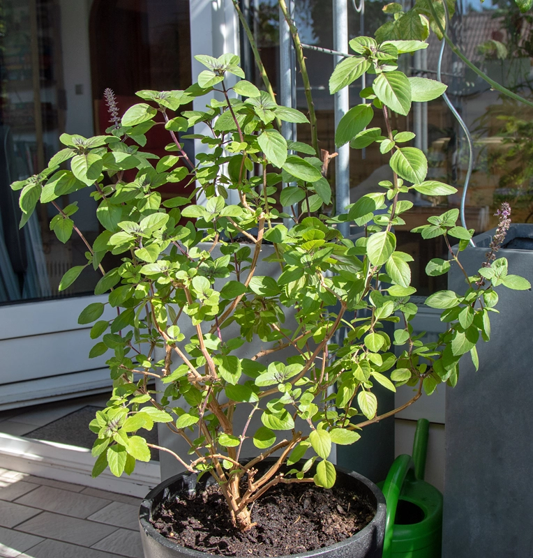 basilikum1-jpg.780644