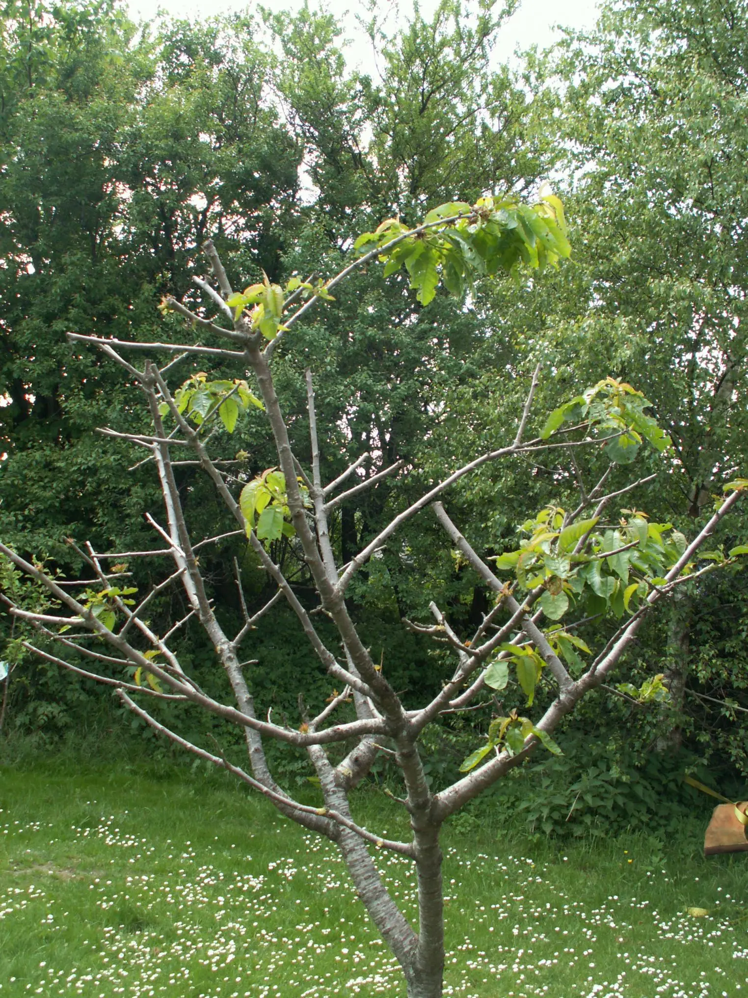 Hilfemeine Kirschbäume verlieren Blätter (Foto)