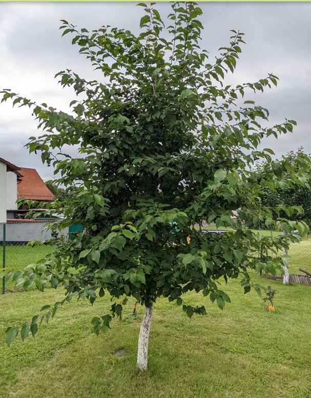 Baum Hedelfinger 7-2021.JPG