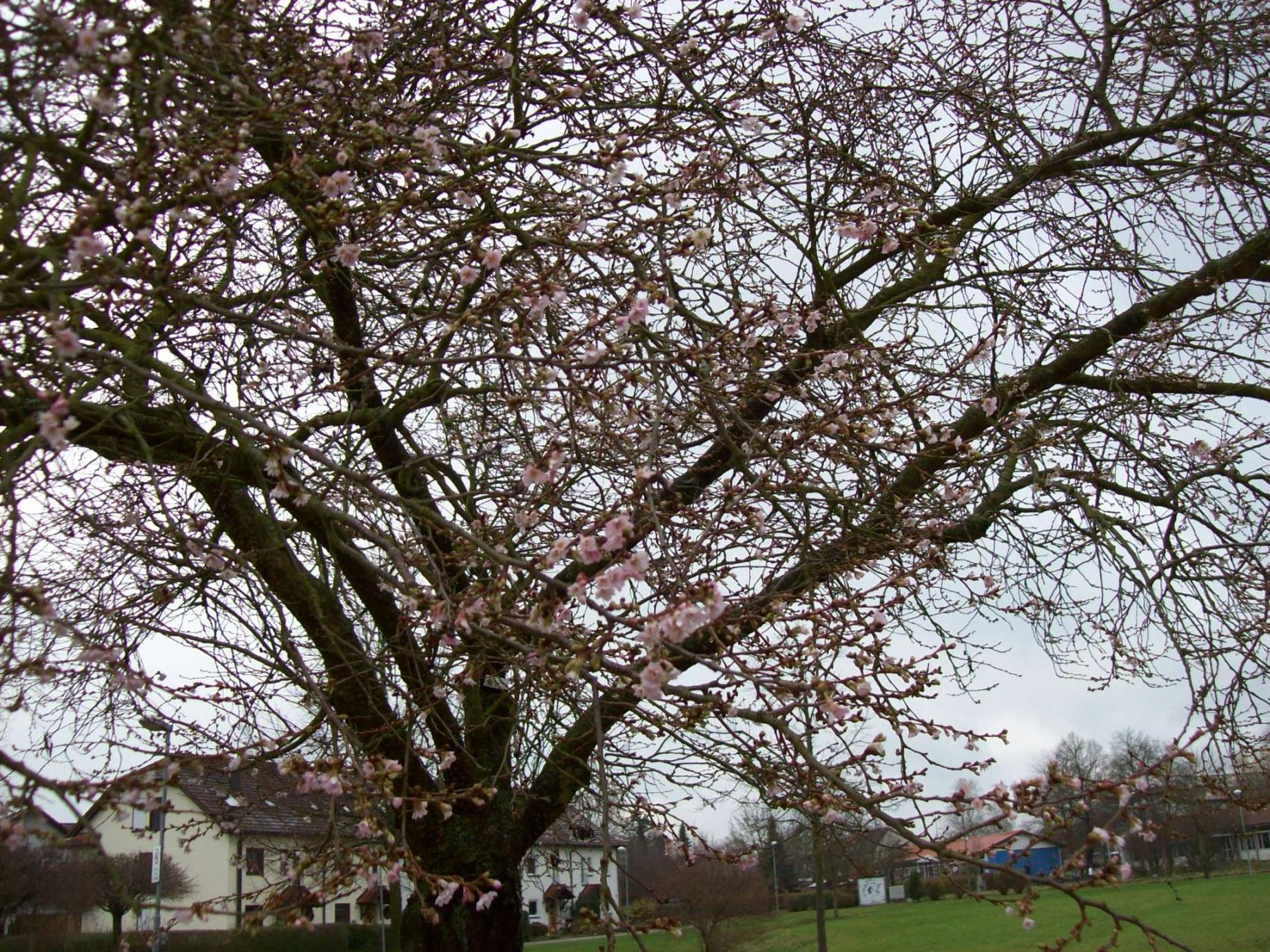 Wie heißt dieser Baum ?