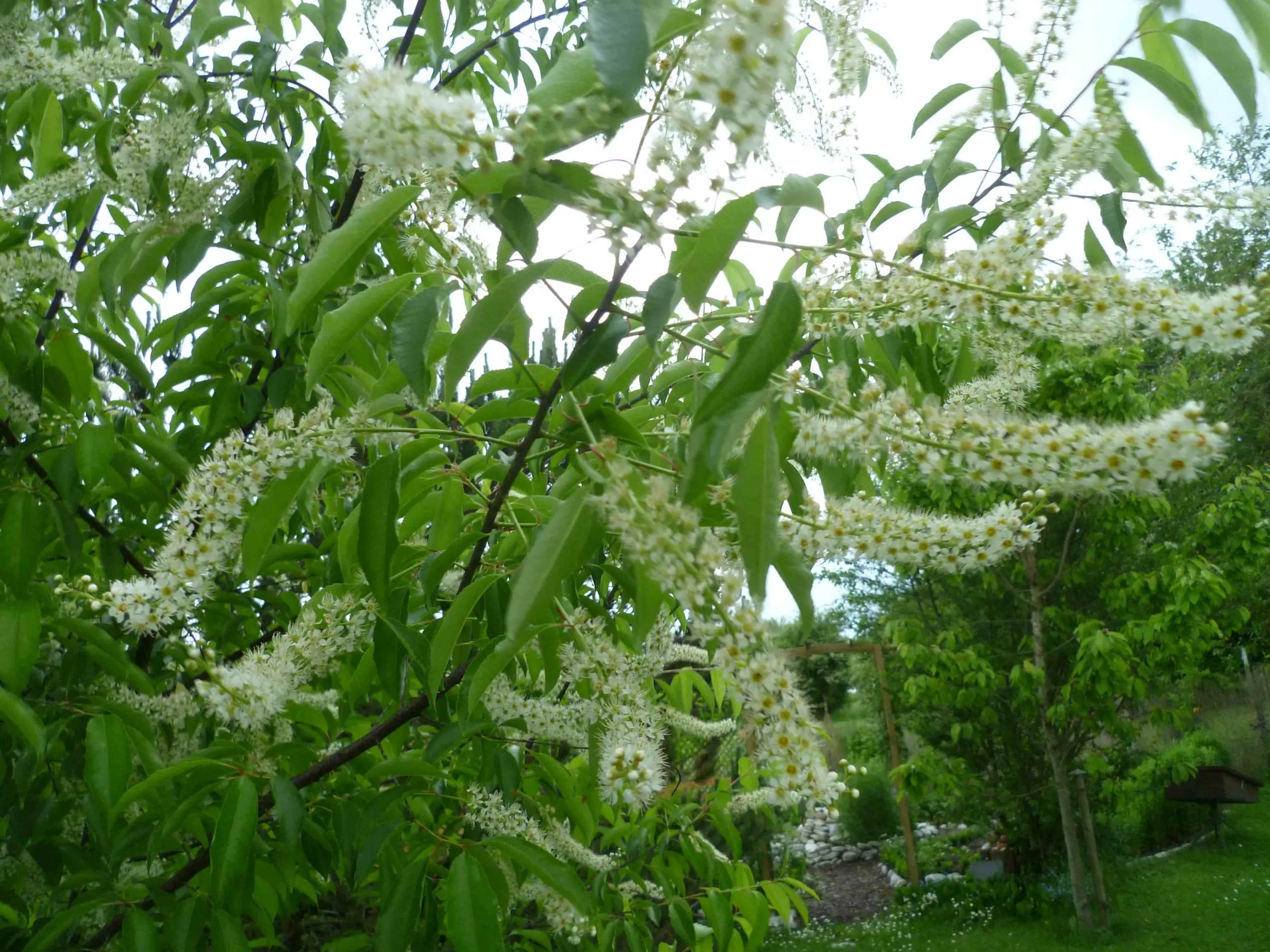 Busch oder Baum oder Strauch