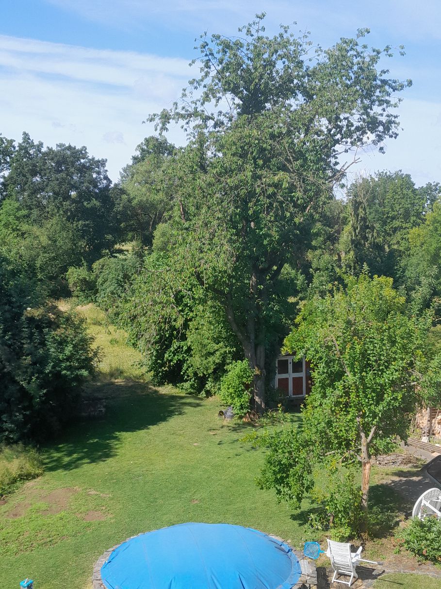 Baum1.jpg