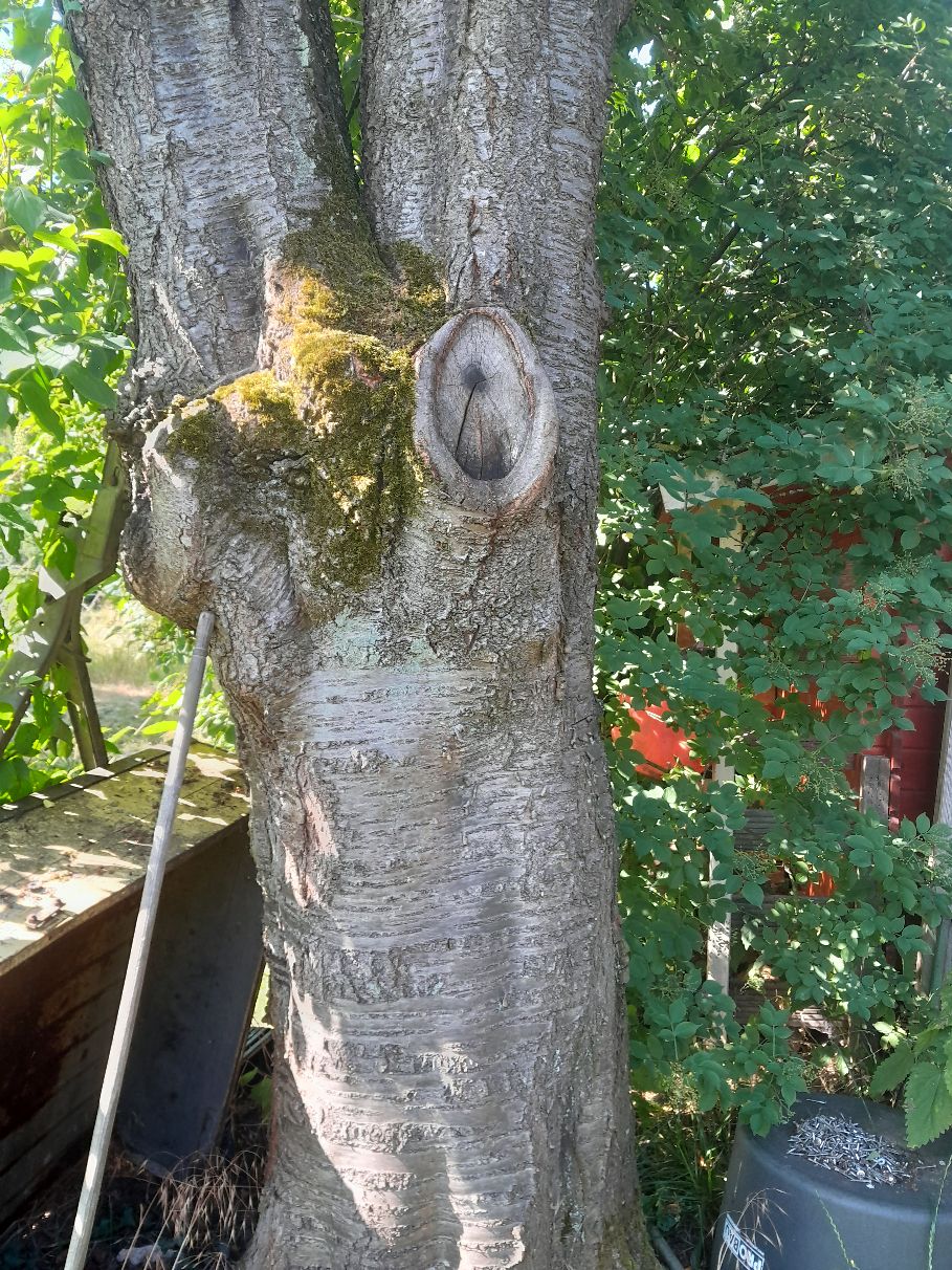 baum2.jpg