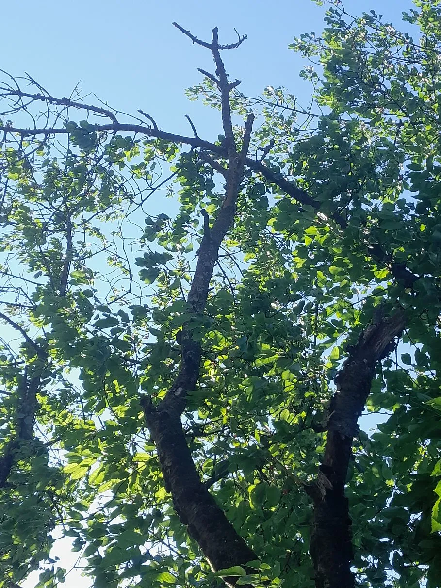 Baum3.webp