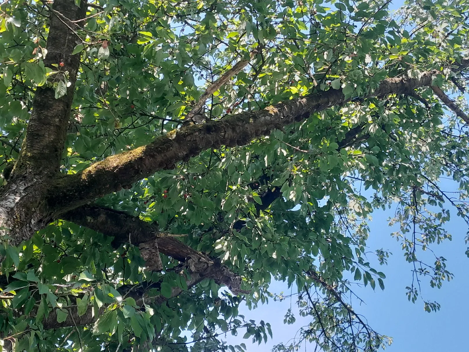 Baum4.webp