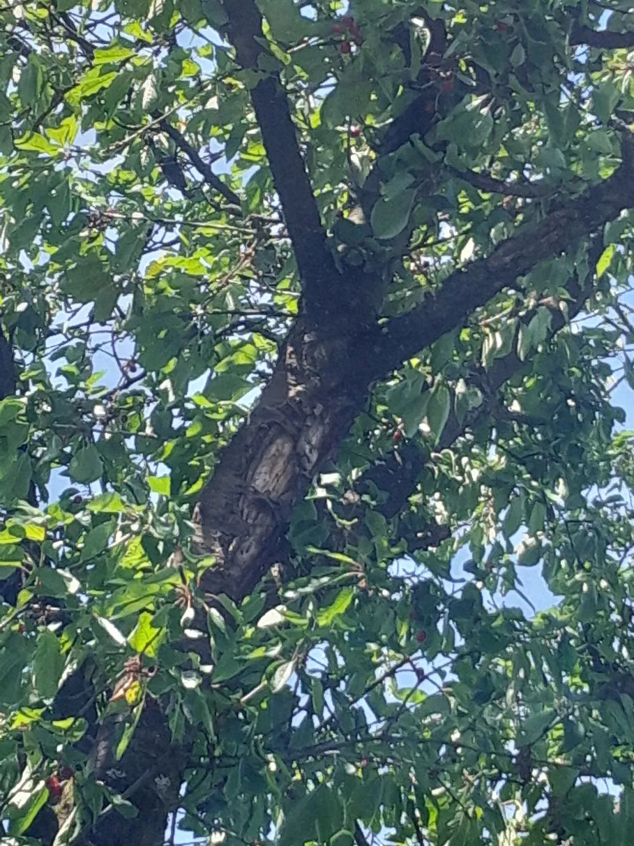 baum6.webp