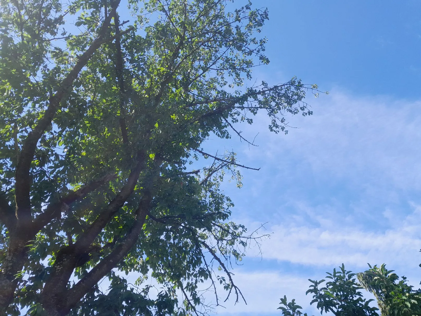 baum7.webp