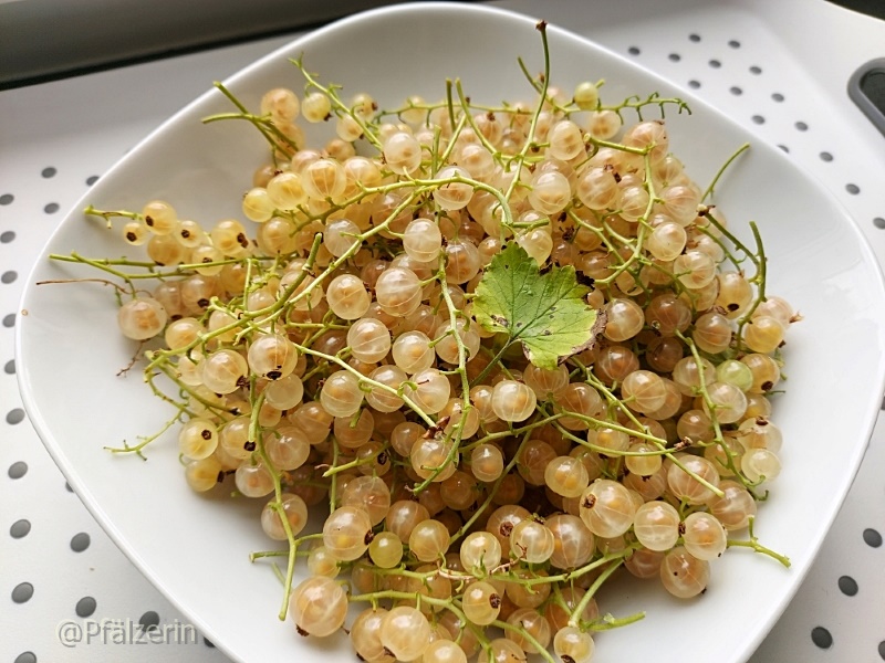 Beeren pflücken 1.jpg