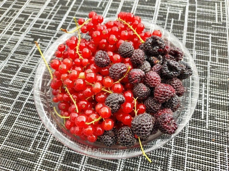 Beerenernte 1.webp