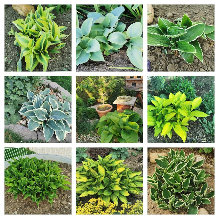 BeFunky-collage.webp