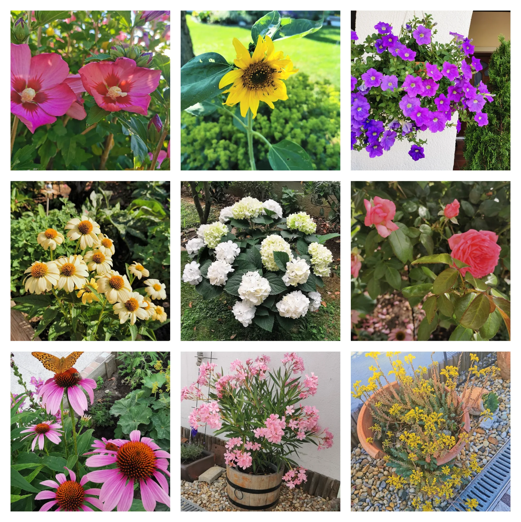 BeFunky-collage.webp