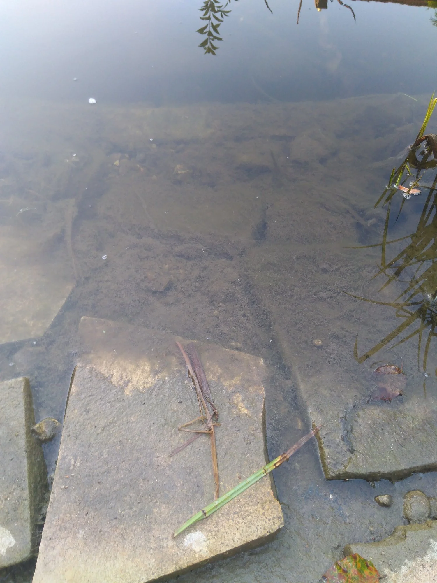 Belag im Teich und Würmer im Filter! Was ist das?